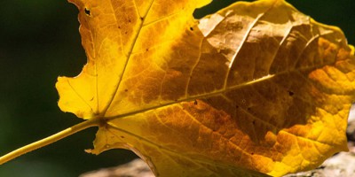 Autumn Dryness: Master Indoor Temperature and Humidity to Enjoy Health and Comfort