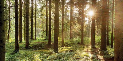 The Important Role of PM2.5 Sensors in Forest Protection