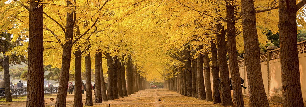 How should you protect yourself when autumn haze arrives?