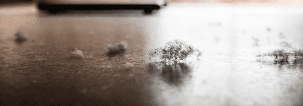 Unveiling Air Quality: The Difference Between Dust and PM2.5